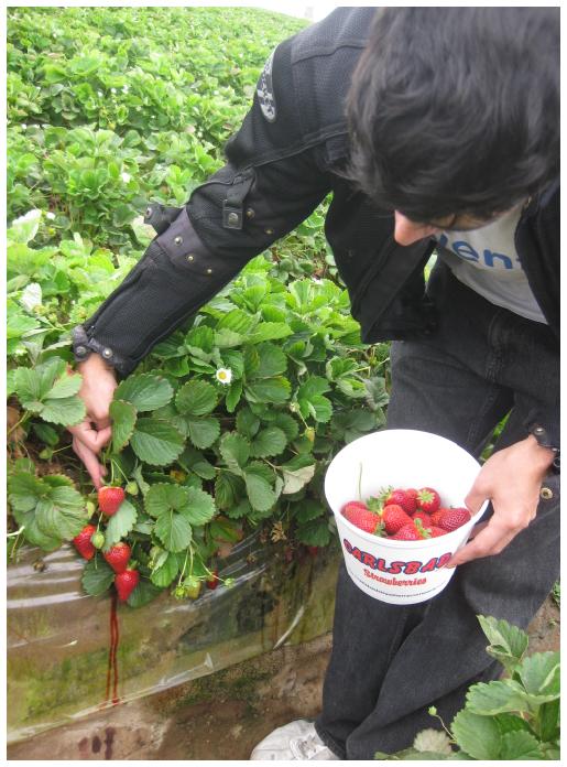 Picking fresh strawberries in a strawberry field in Carlsbad.