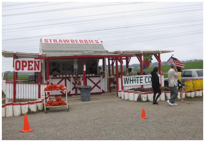 Right off the 5 freeway in Carlsbad, you can pick your very own strawberries straight from the field.